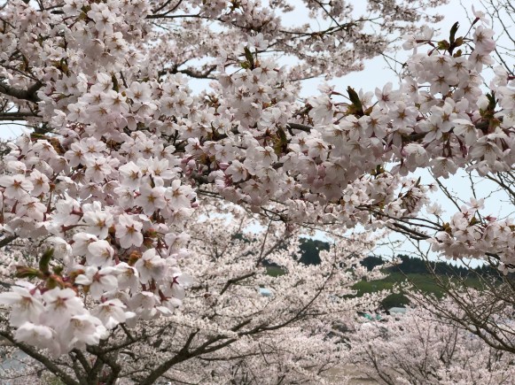 Sakura Blossoms!