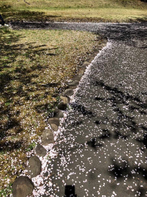 Fallen Sakura Blossoms