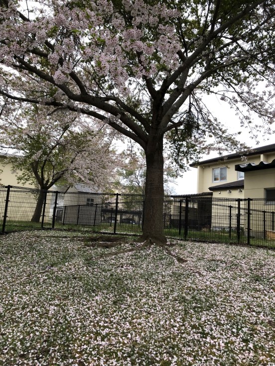 The Sakura Blanket Begins!