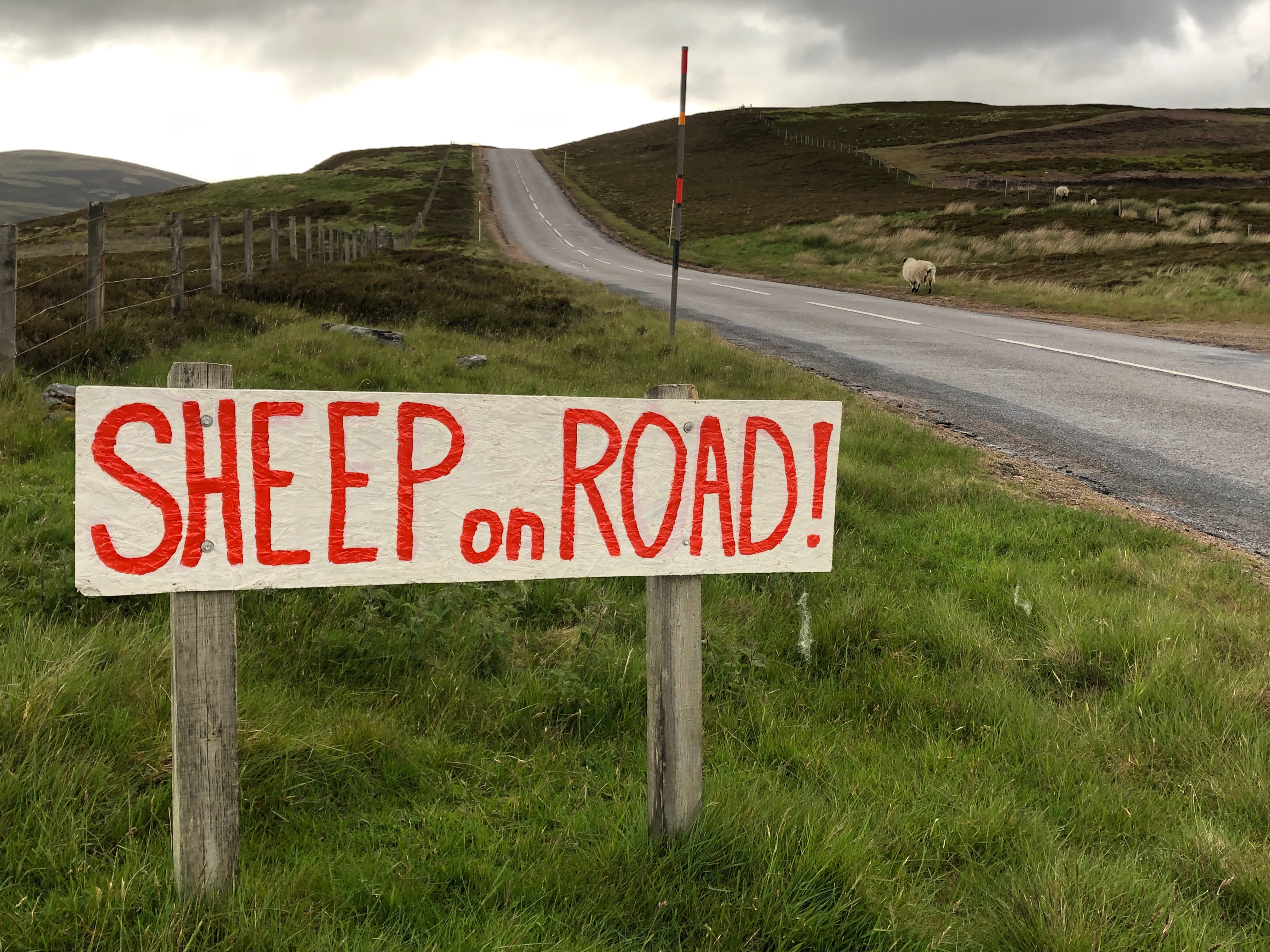 Sheep on the Road