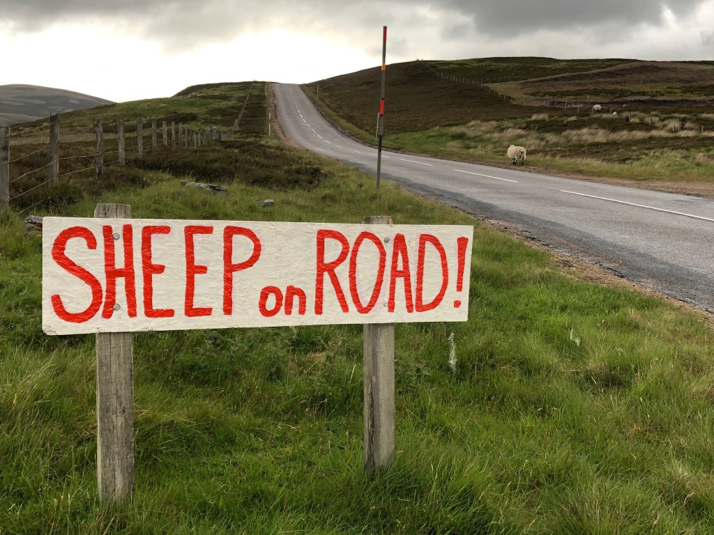 Sheep on Road!
