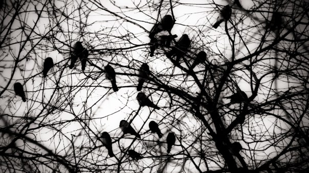 crows in trees