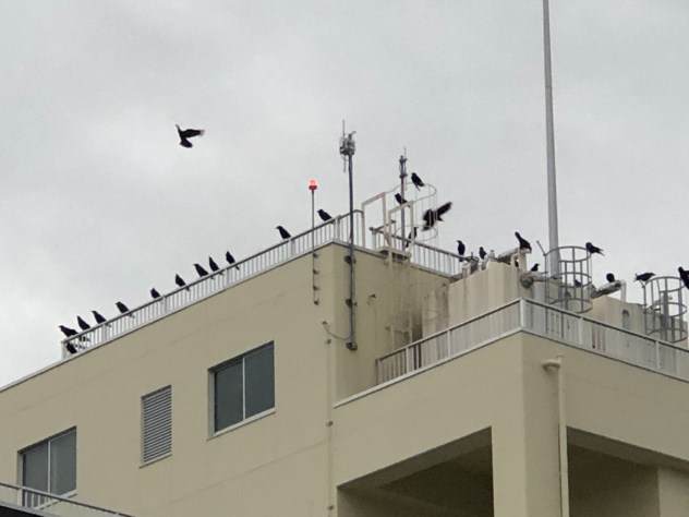 A Murder of Misawa Crows